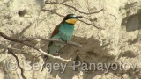 Video of European Bee-eater - European Bee-eater in nest period in Bulgaria